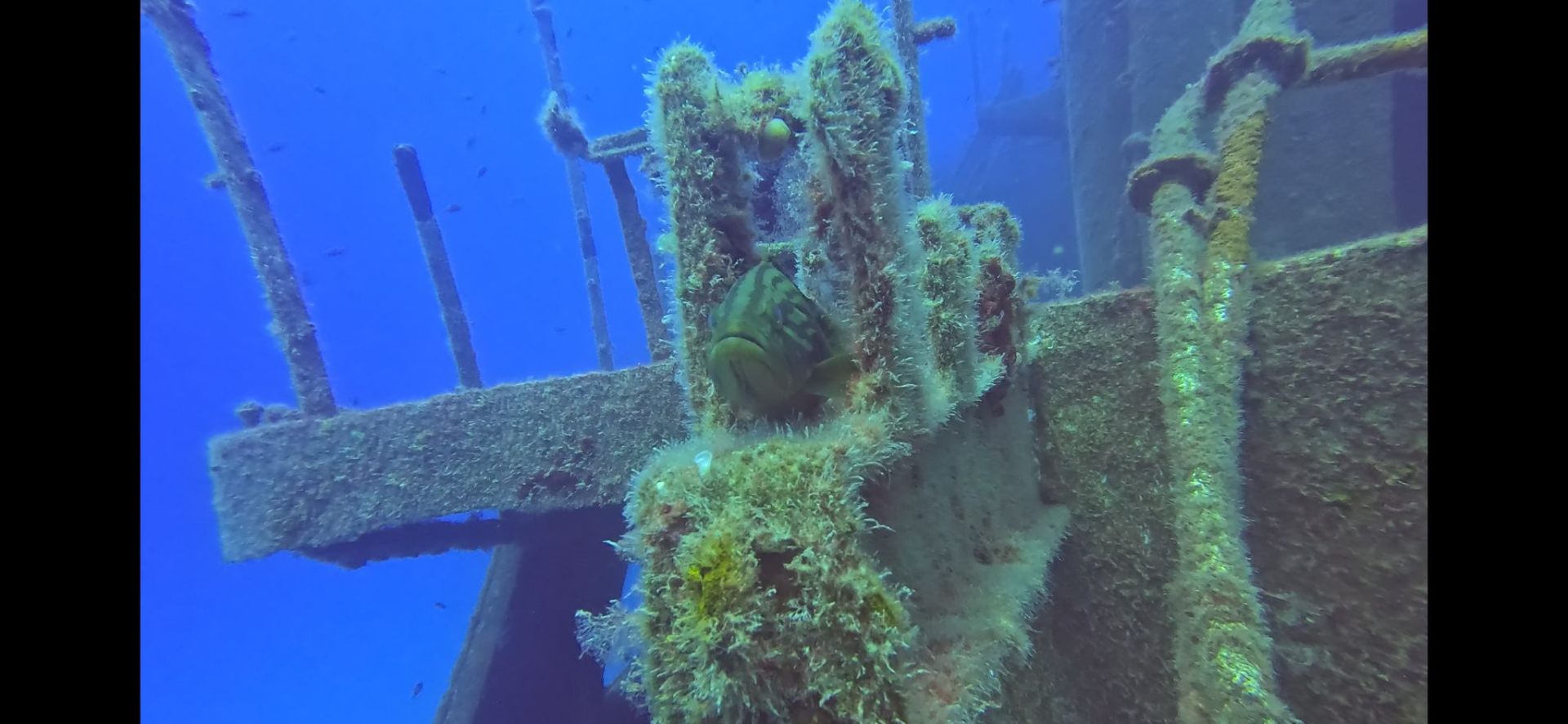 Grouper sheltering inside the Rozi wreck