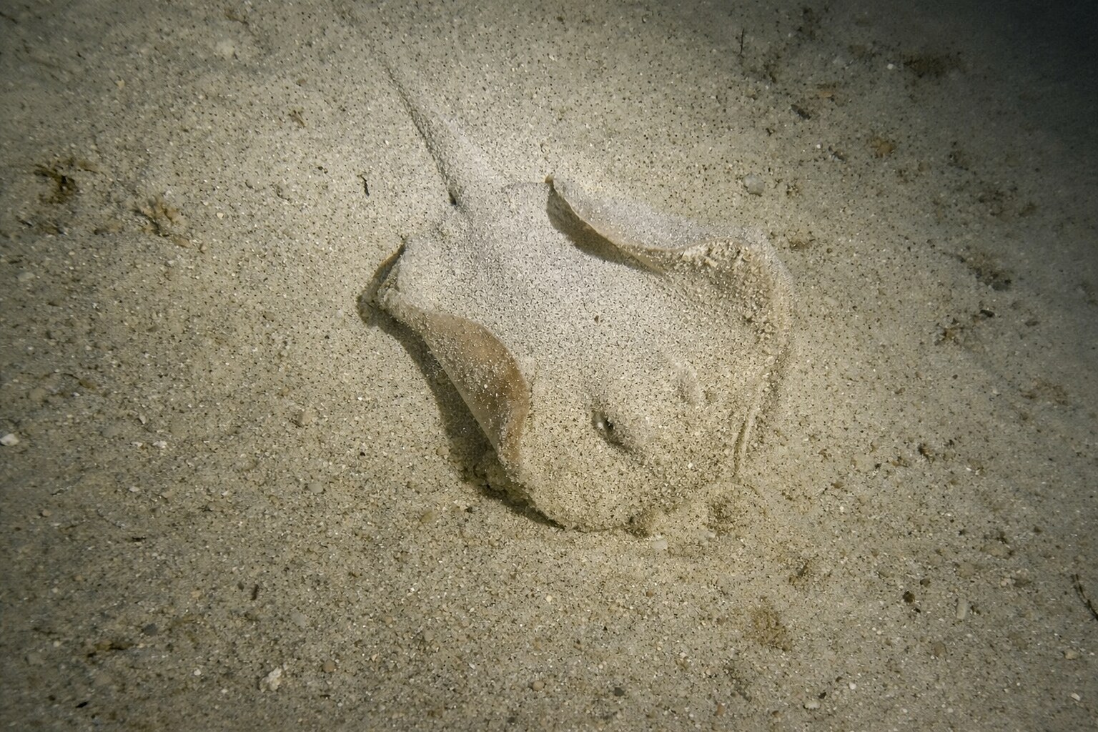 Sea Below — Scuba Life Malta